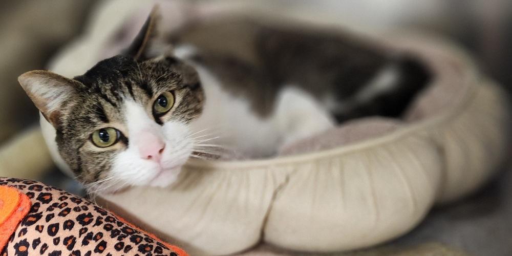 Enlarge Jean, a Adoptable Domestic Short Hair in Anoka, MN image 2/2