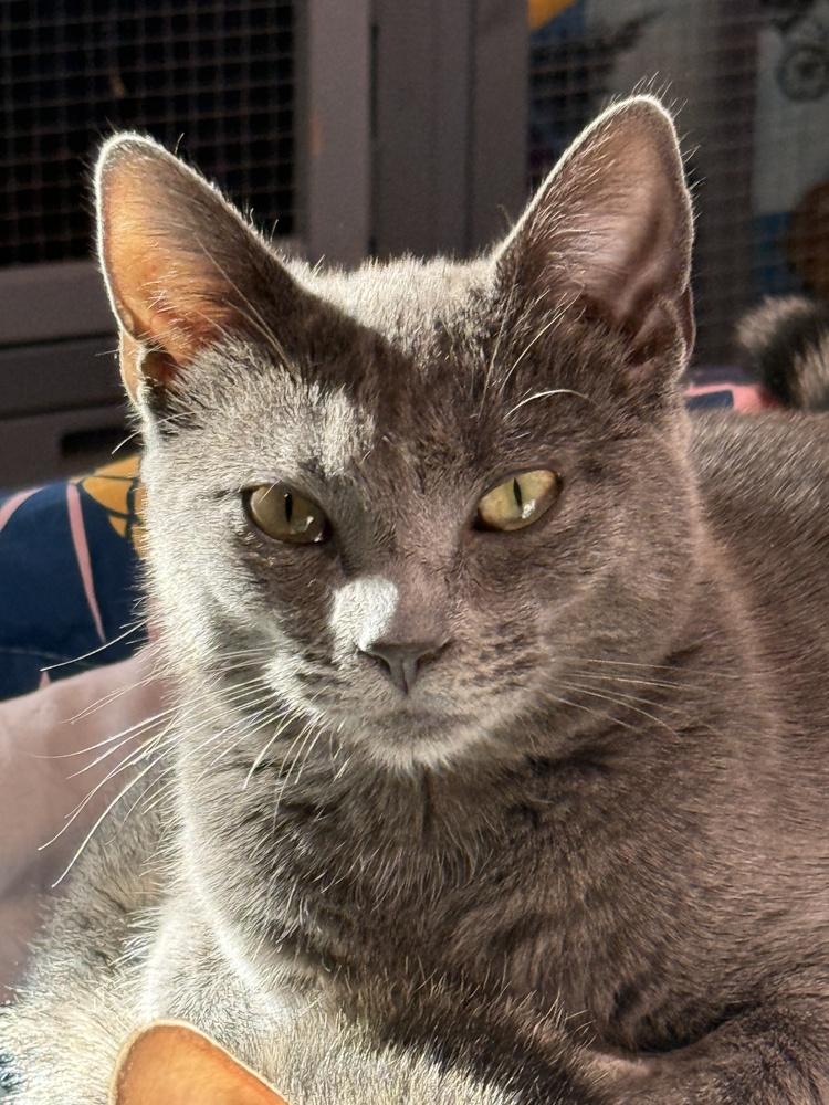 Gravy, a Adoptable mixed breed in Lebanon, OR image 1/3