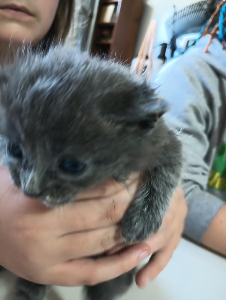 Gravy, Adoptable, Kitten Female Domestic Short Hair.