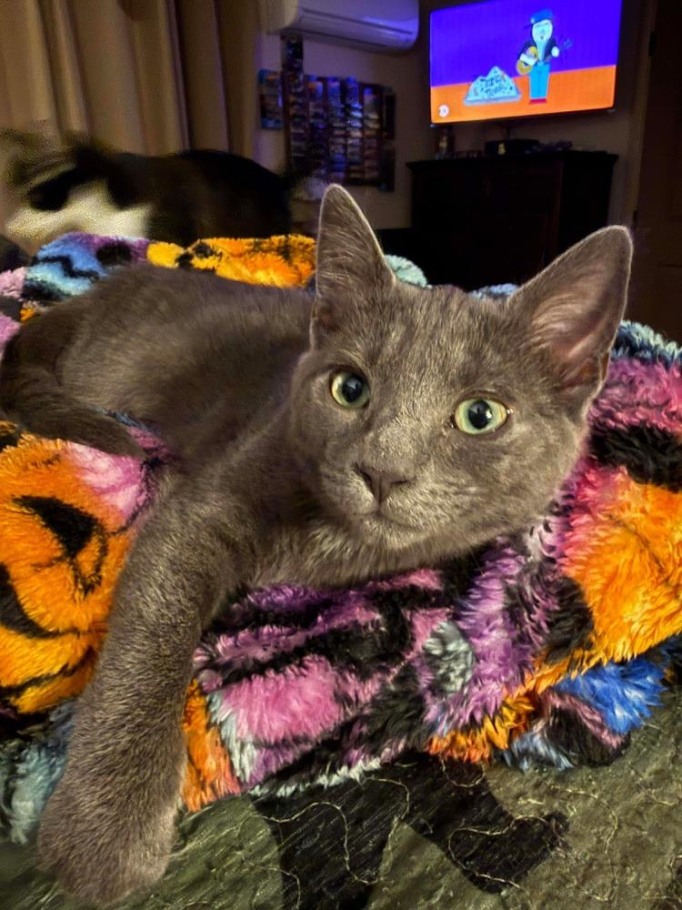 Gravy, Adoptable, Young Female Domestic Short Hair.