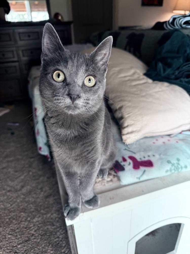 Gravy, a Adoptable mixed breed in Lebanon, OR image 3/3
