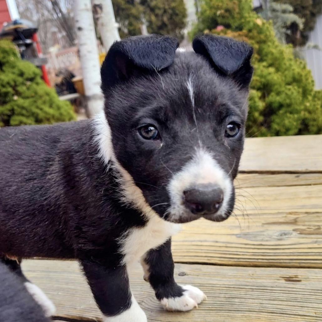 190 (2026) Cupid, Adoptable, Puppy Male Pit Bull Terrier & Labrador Retriever.