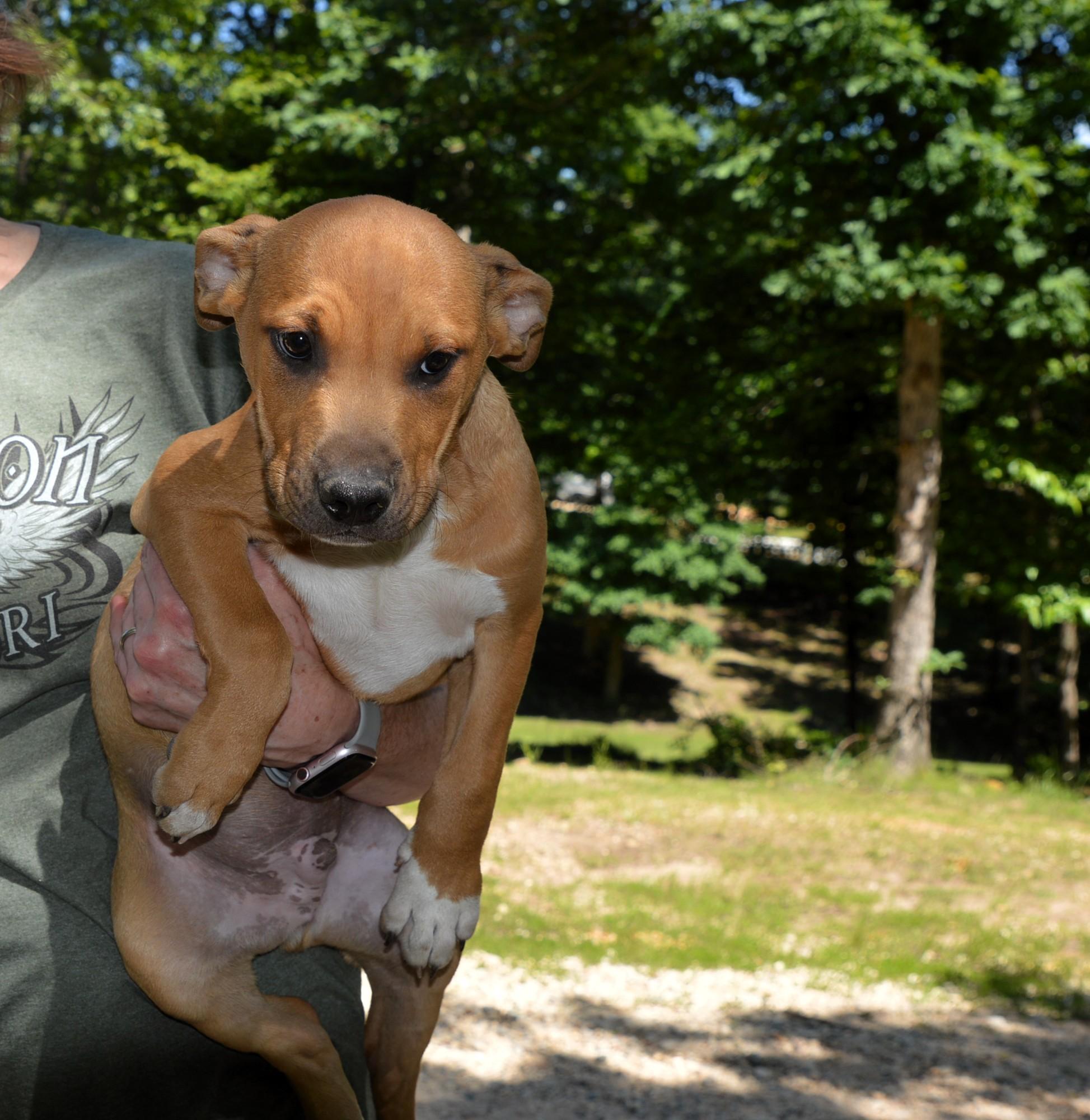 Enlarge Clifford Love Bug, an adopted mixed breed in Cumberland, RI image 5/5