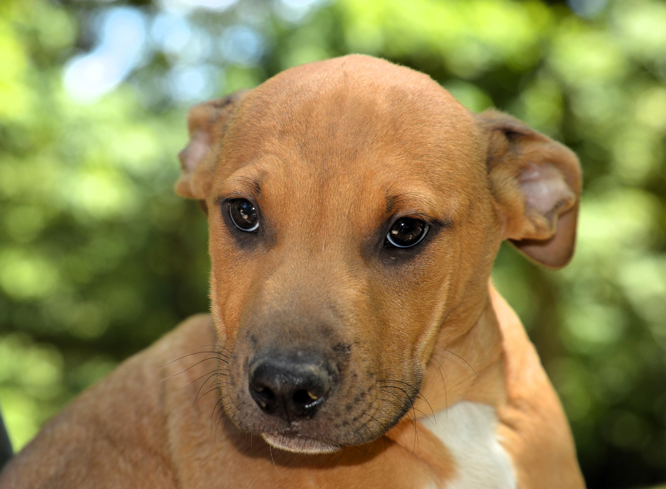 Enlarge Clifford Love Bug, an adopted mixed breed in Cumberland, RI image 4/5