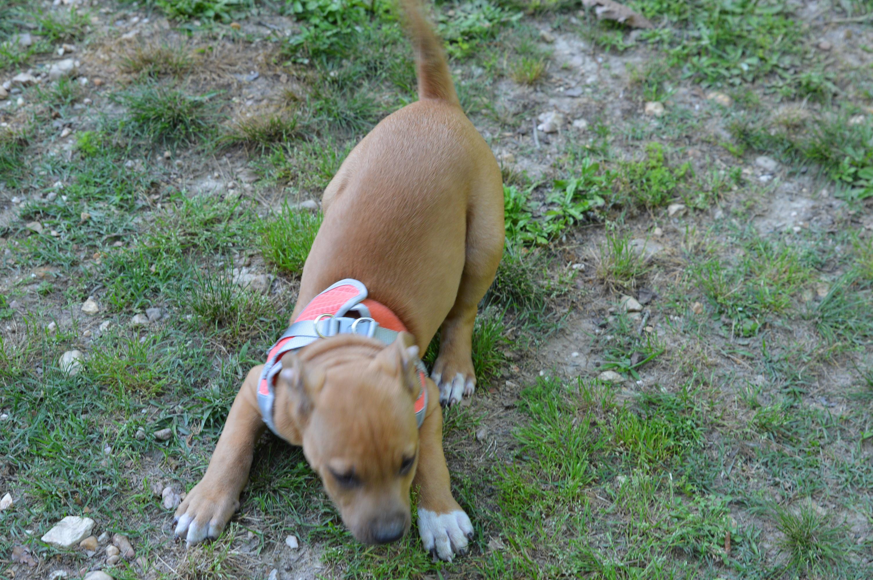 Clifford Love Bug, adopted, Puppy Male Labrador Retriever & Terrier.