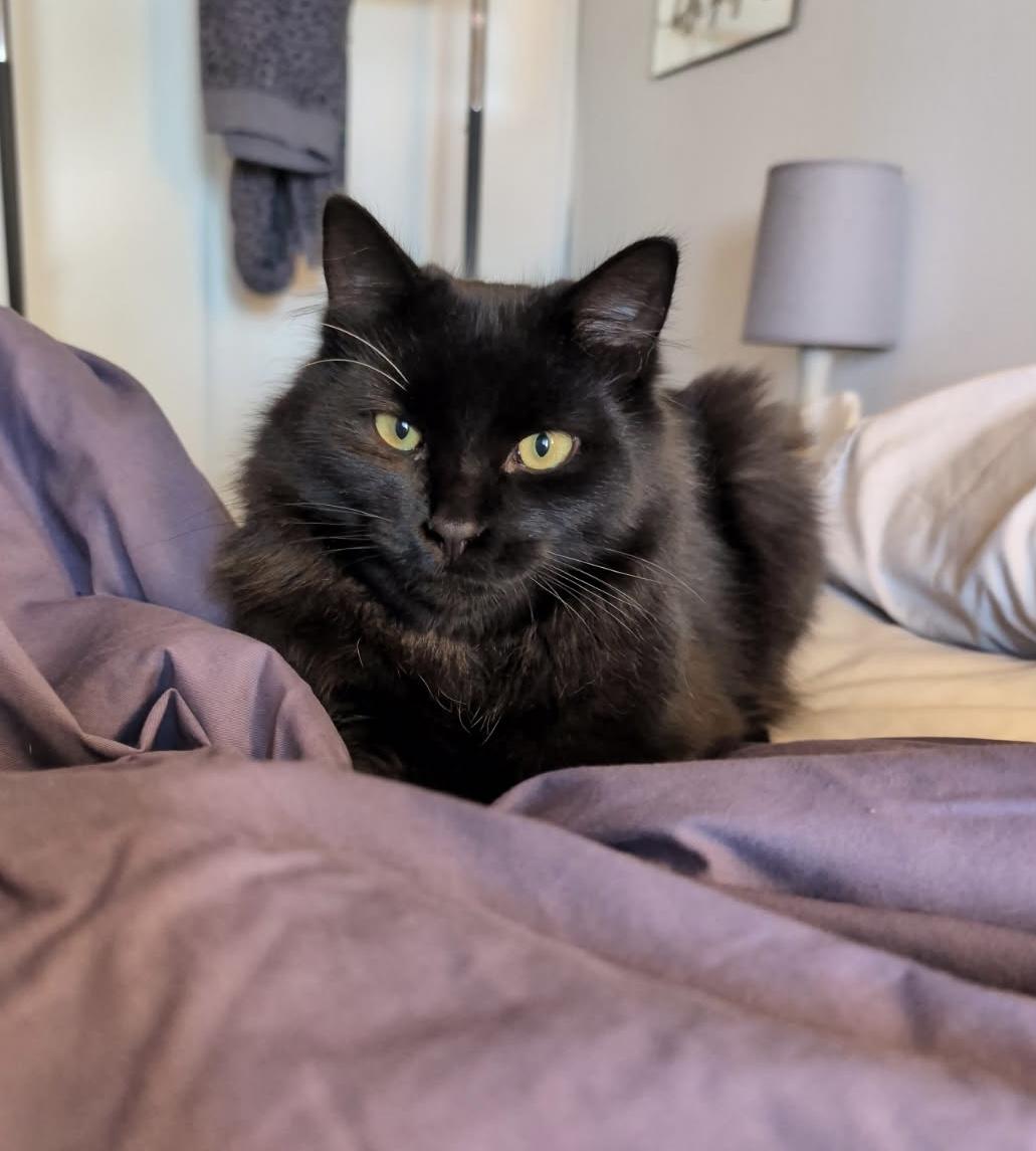 JET, Adoptable, Young Male Domestic Medium Hair.