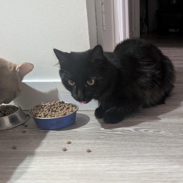 JET, a Adoptable Domestic Medium Hair in Parry Sound, ON image 4/5