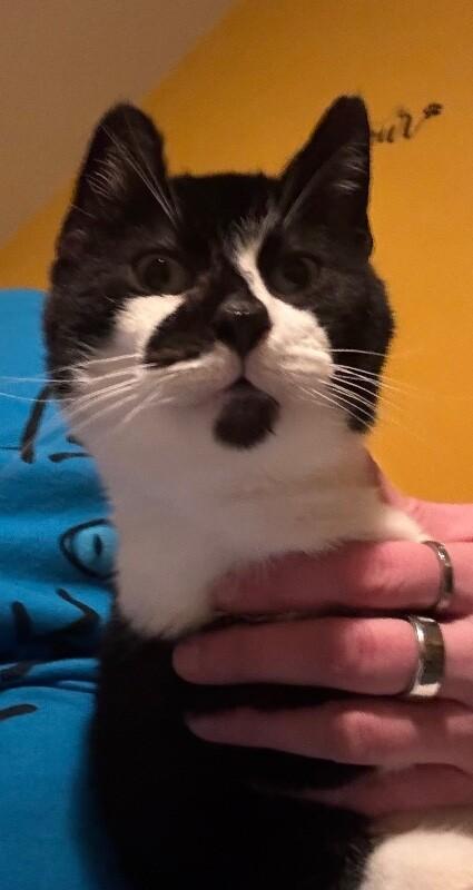 Enlarge Fifi, a Adoptable Domestic Short Hair in Grand Rapids, MI image 1/3