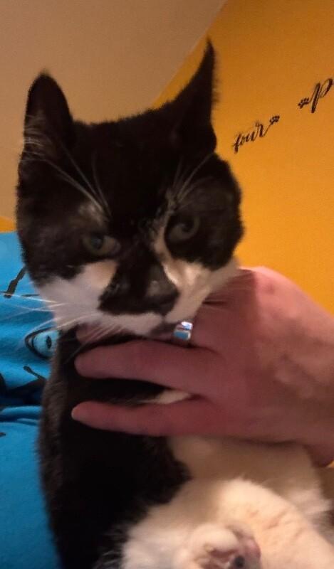 Enlarge Fifi, a Adoptable Domestic Short Hair in Grand Rapids, MI image 2/3