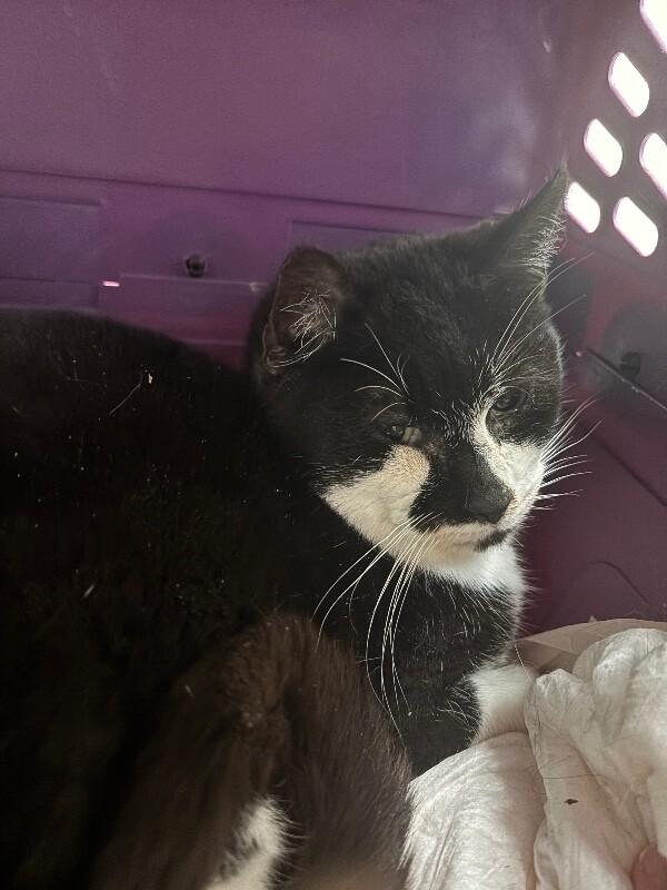 Enlarge Fifi, a Adoptable Domestic Short Hair in Grand Rapids, MI image 3/3