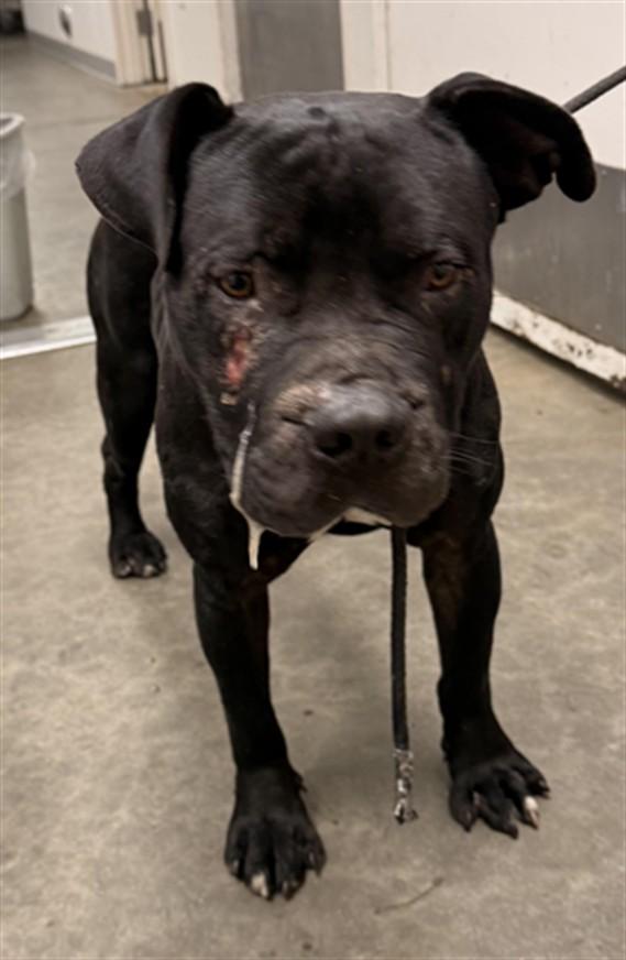 REGGIE, Adoptable, Adult Male American Bulldog & Mixed Breed.