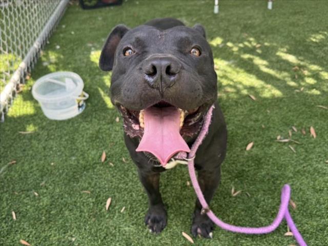 REGGIE, Adoptable, Adult Male American Bulldog & Mixed Breed.