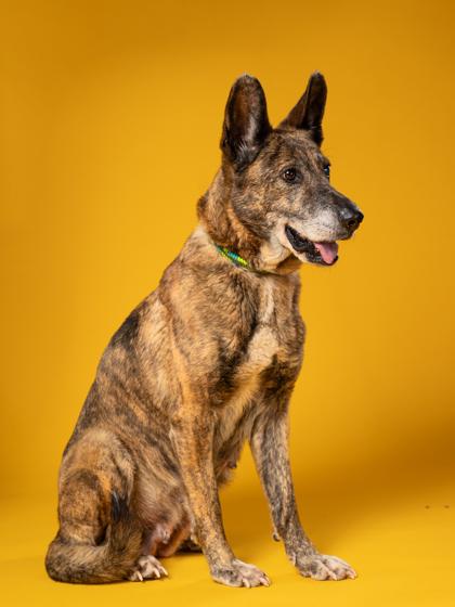 Laverne, Adoptable, Senior Female Dutch Shepherd & Mixed Breed.