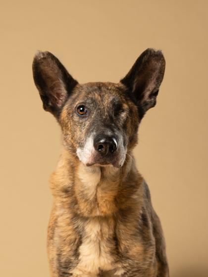 Enlarge Laverne, a Adoptable mixed breed in Atlanta, GA image 2/3