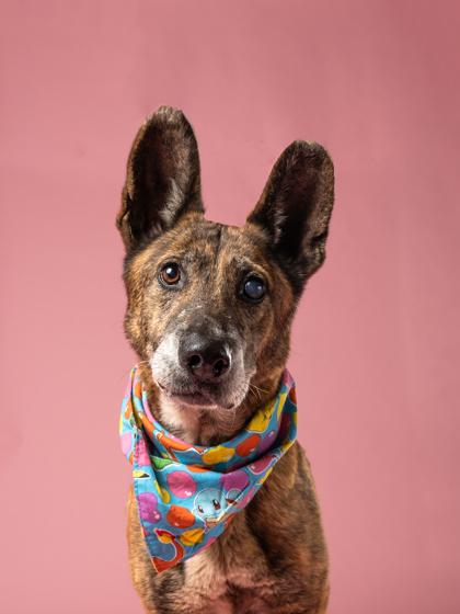 Enlarge Laverne, a Adoptable mixed breed in Atlanta, GA image 3/3