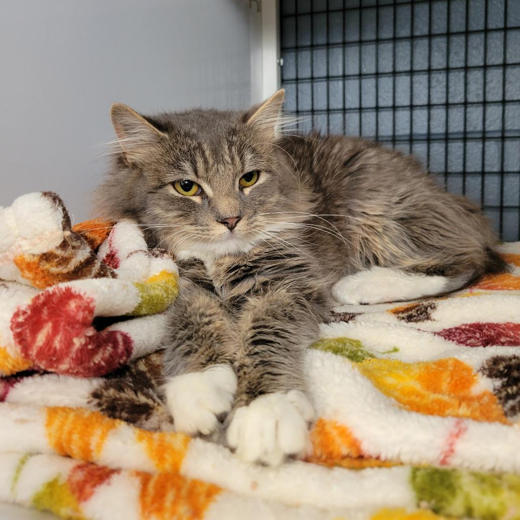 Enlarge Juniper, a Adoptable Domestic Long Hair in Ruckersville, VA image 2/2