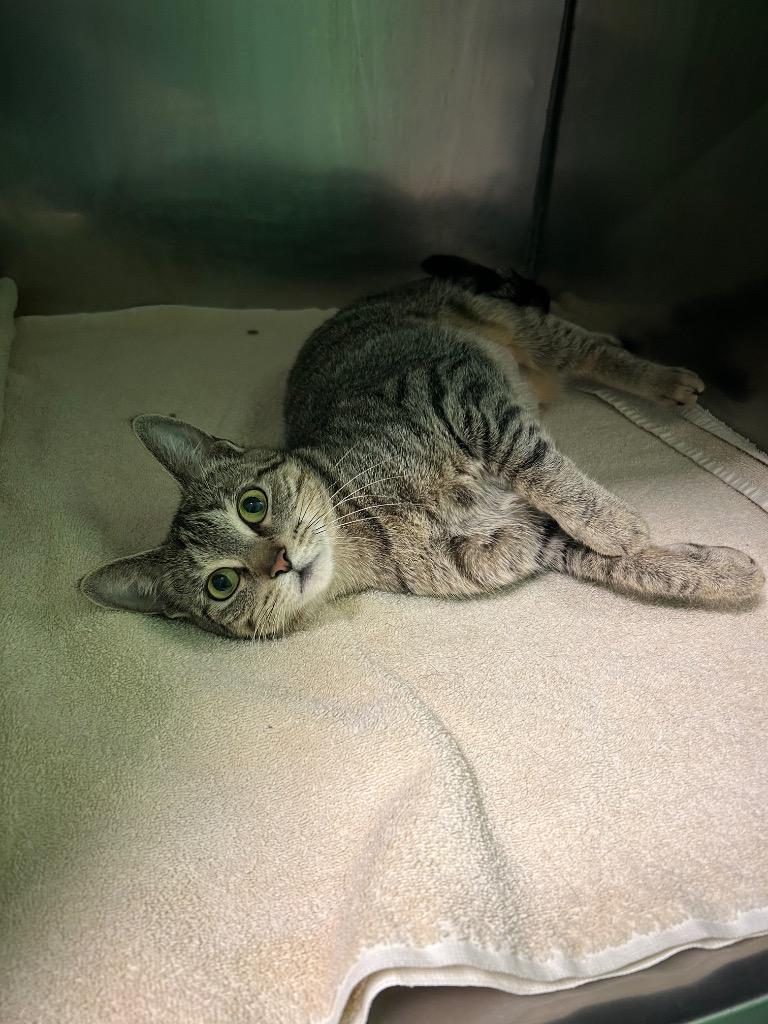 Purrscilla, Adoptable, Adult Female Domestic Short Hair.