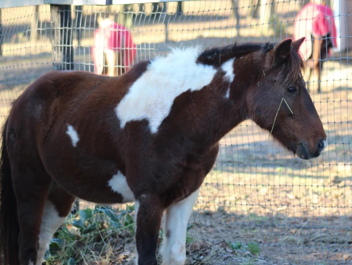 Joker, Adopted, Adult Male Shetland Pony.