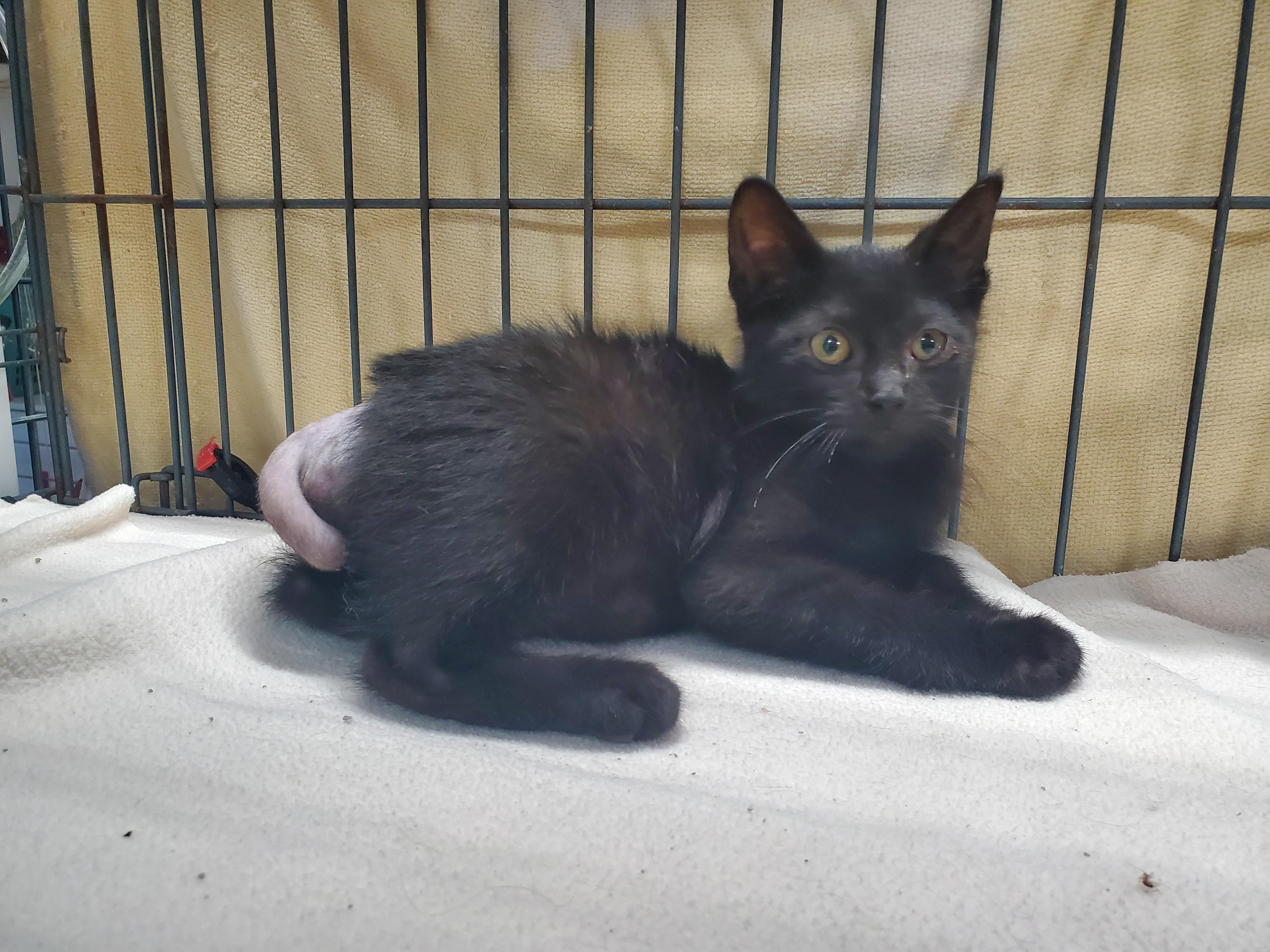 Lancelot, Baby Male unknown