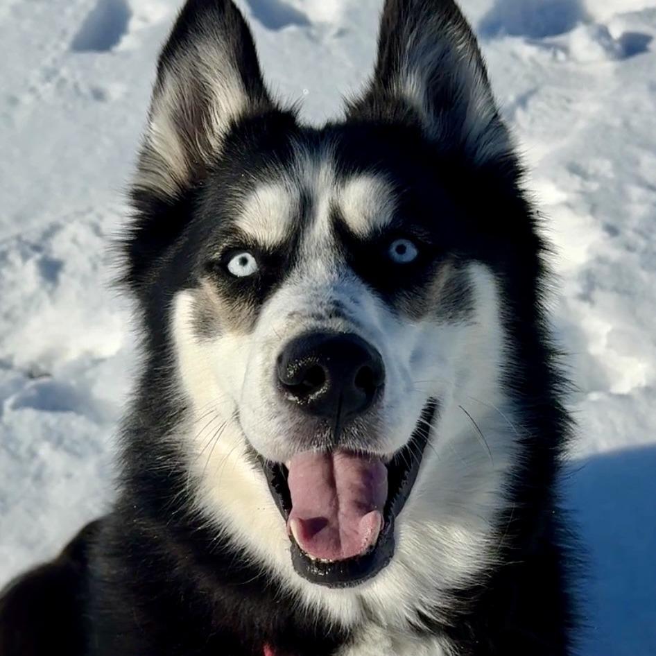 Enlarge Blu, a Adoptable Husky in Waukesha, WI image 1/6