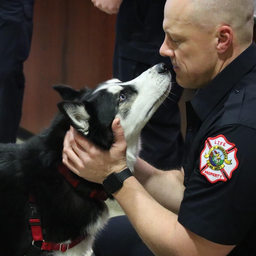 Enlarge Blu, a Adoptable Husky in Waukesha, WI image 3/6