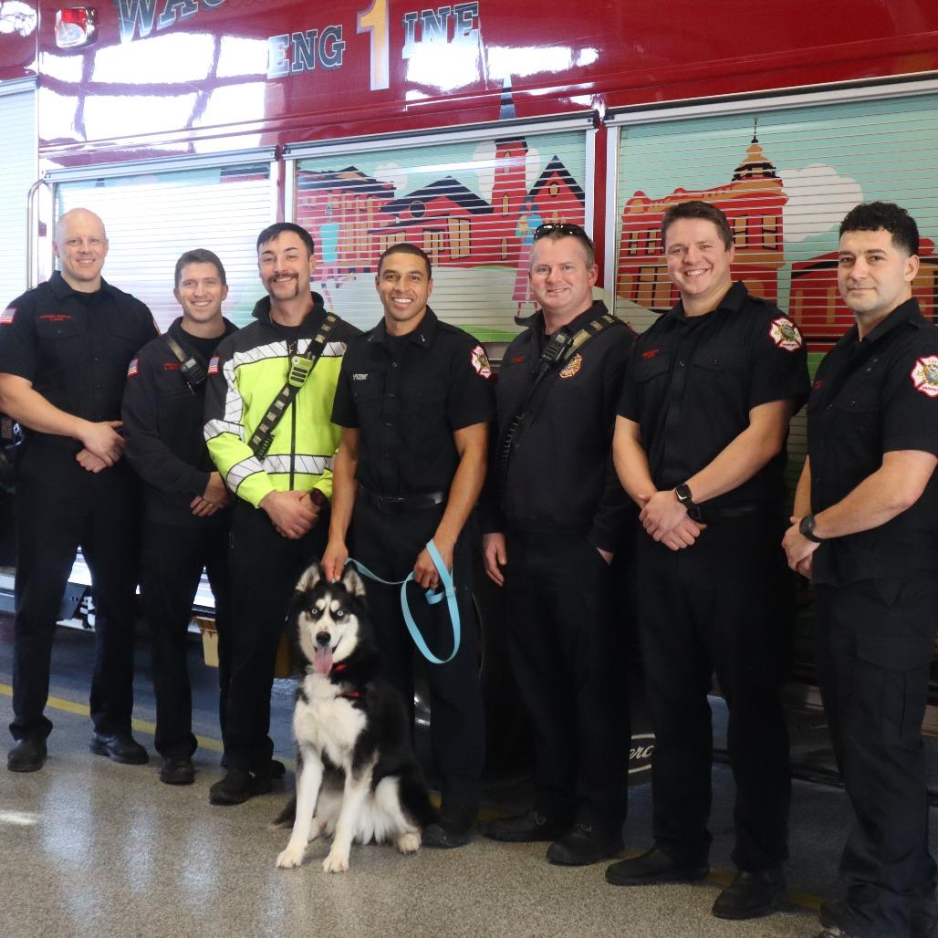 Enlarge Blu, a Adoptable Husky in Waukesha, WI image 4/6