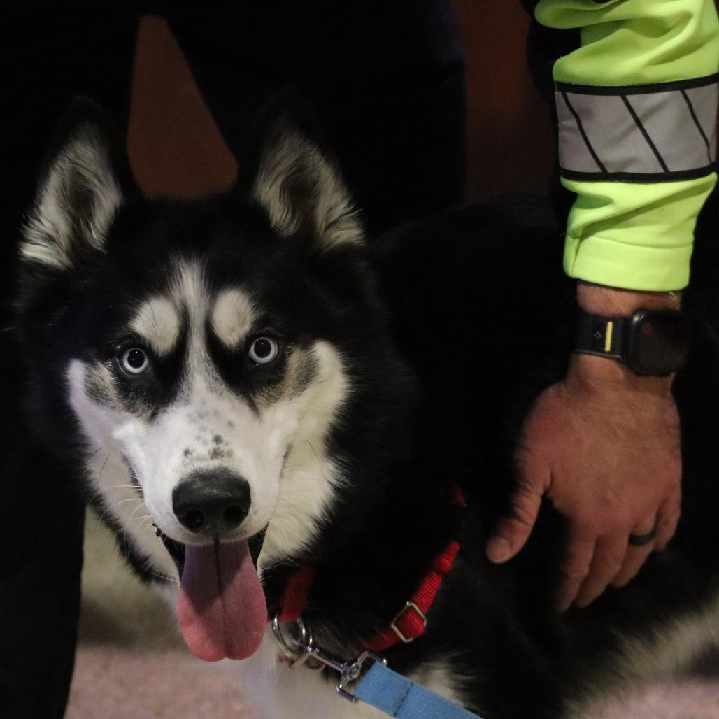 Enlarge Blu, a Adoptable Husky in Waukesha, WI image 5/6