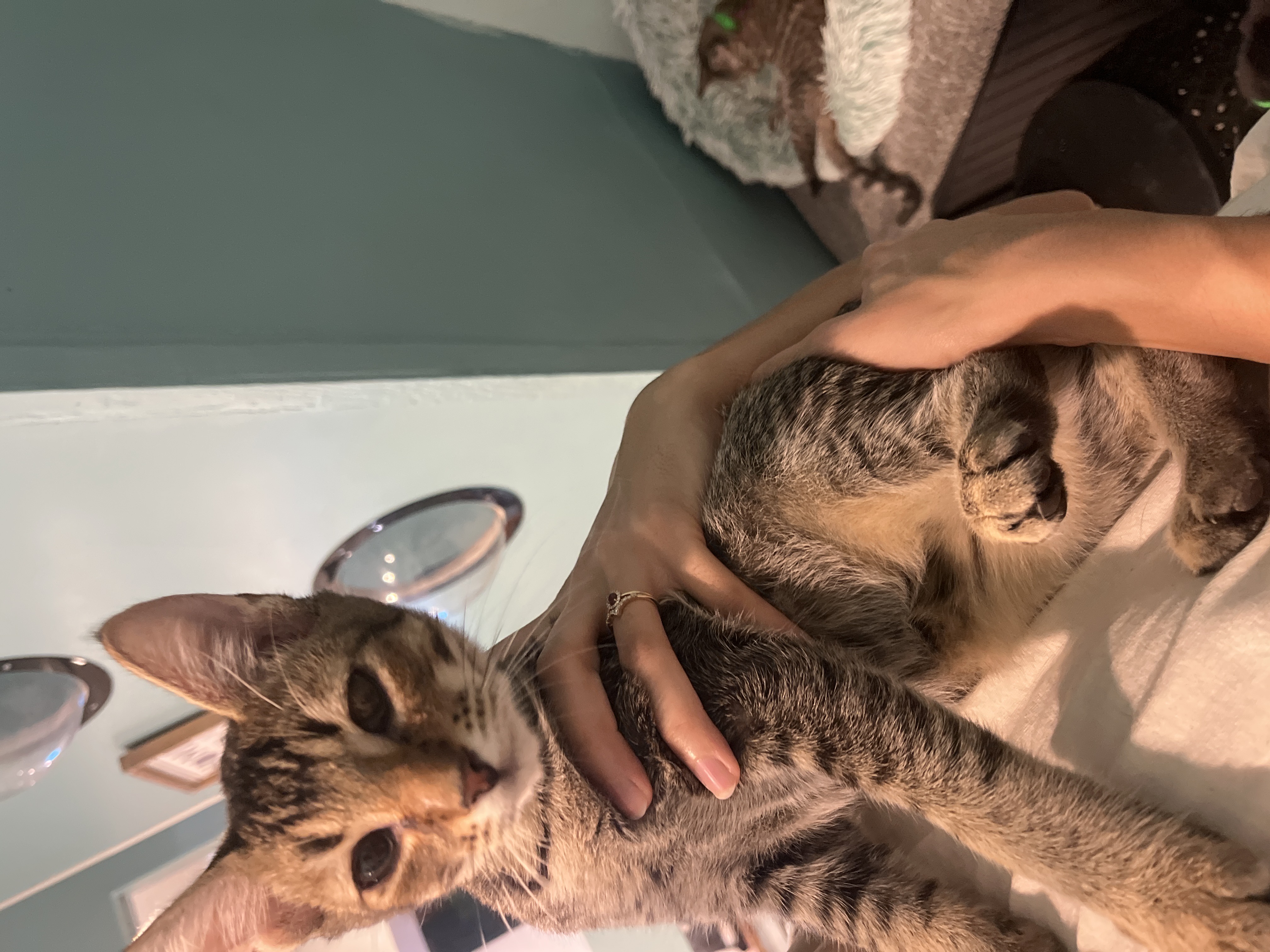 Jack, a Adopted Domestic Short Hair in Aiea, HI image 2/2