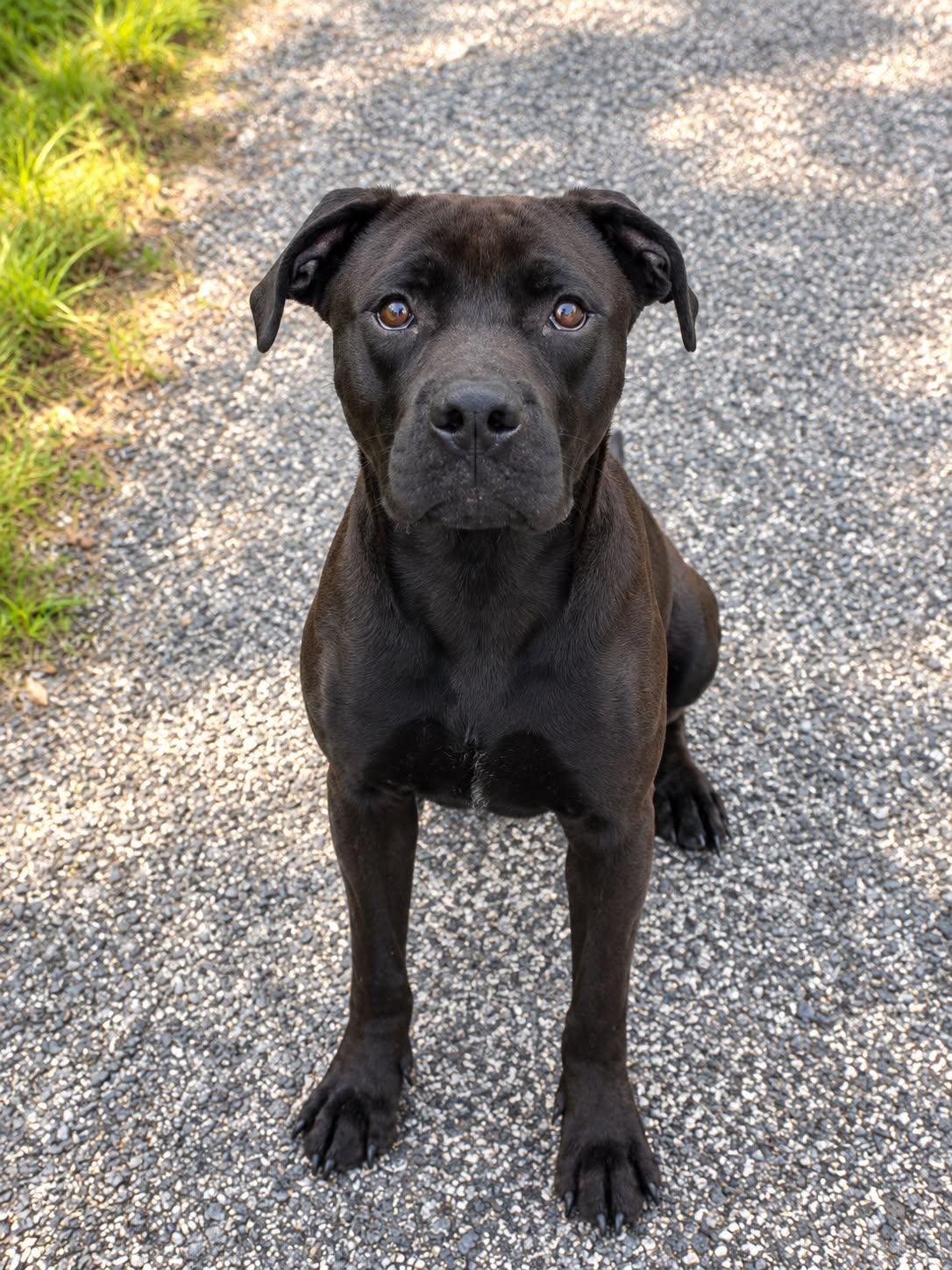 Myles, Adoptable, Young Male Black Labrador Retriever.
