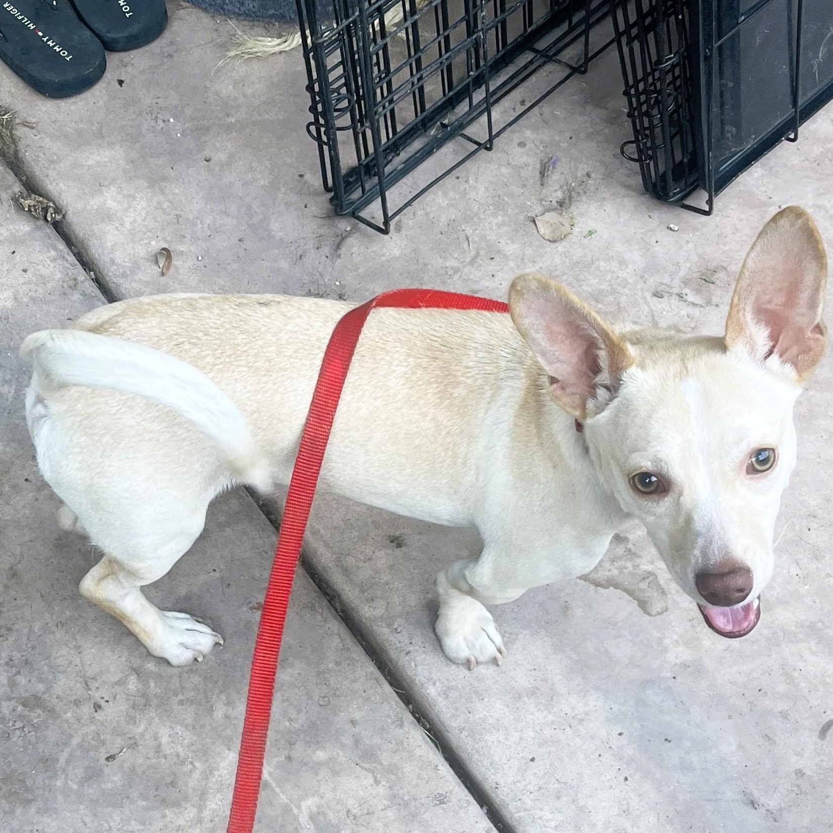 Enlarge Kernel, a Adoptable mixed breed in Gilbert, AZ image 2/3