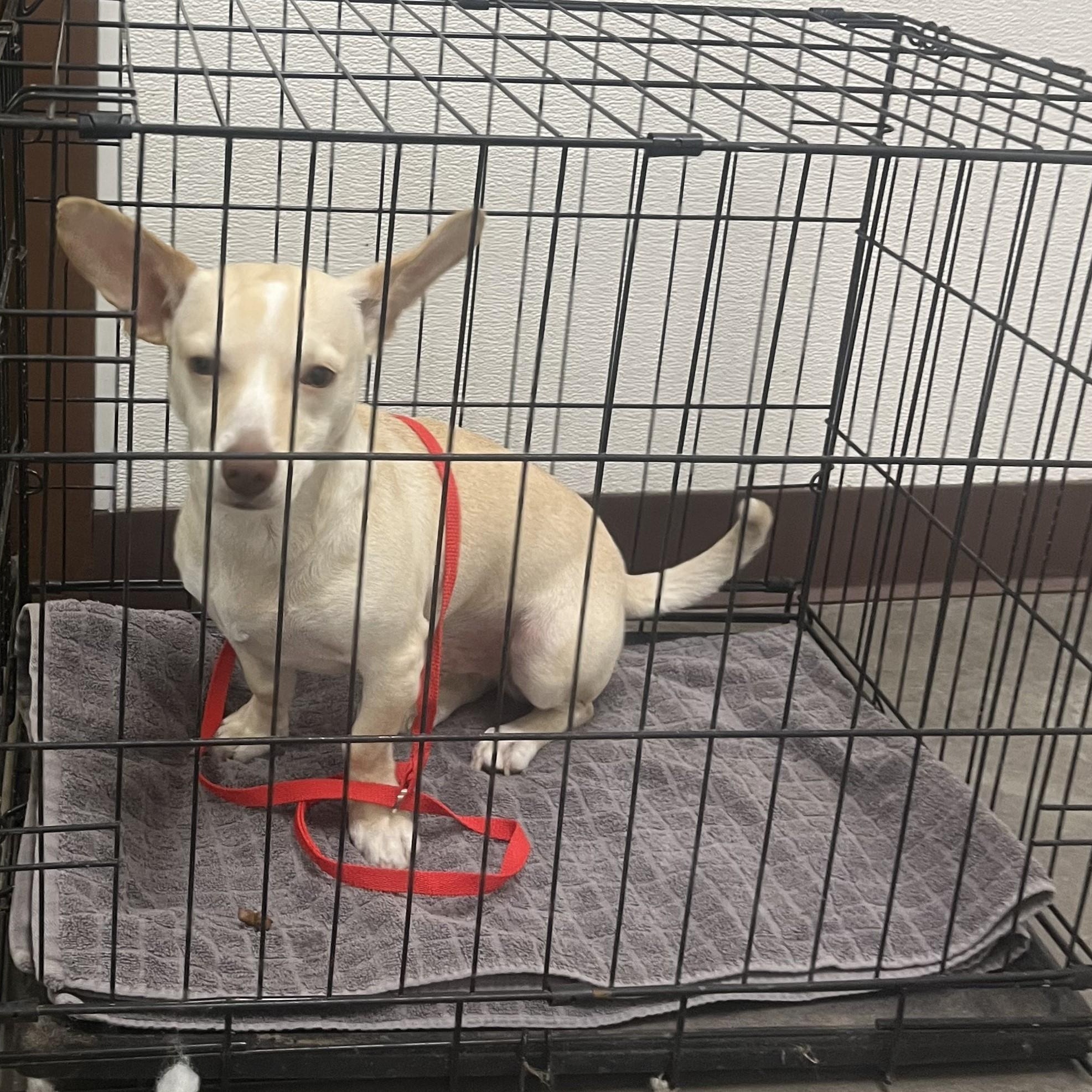 Enlarge Kernel, a Adoptable mixed breed in Gilbert, AZ image 3/3