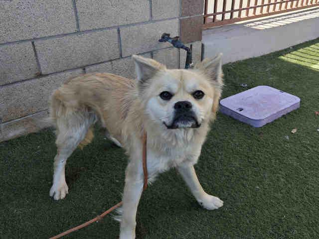GIZMO, Adoptable, Young Male Terrier & Mixed Breed.