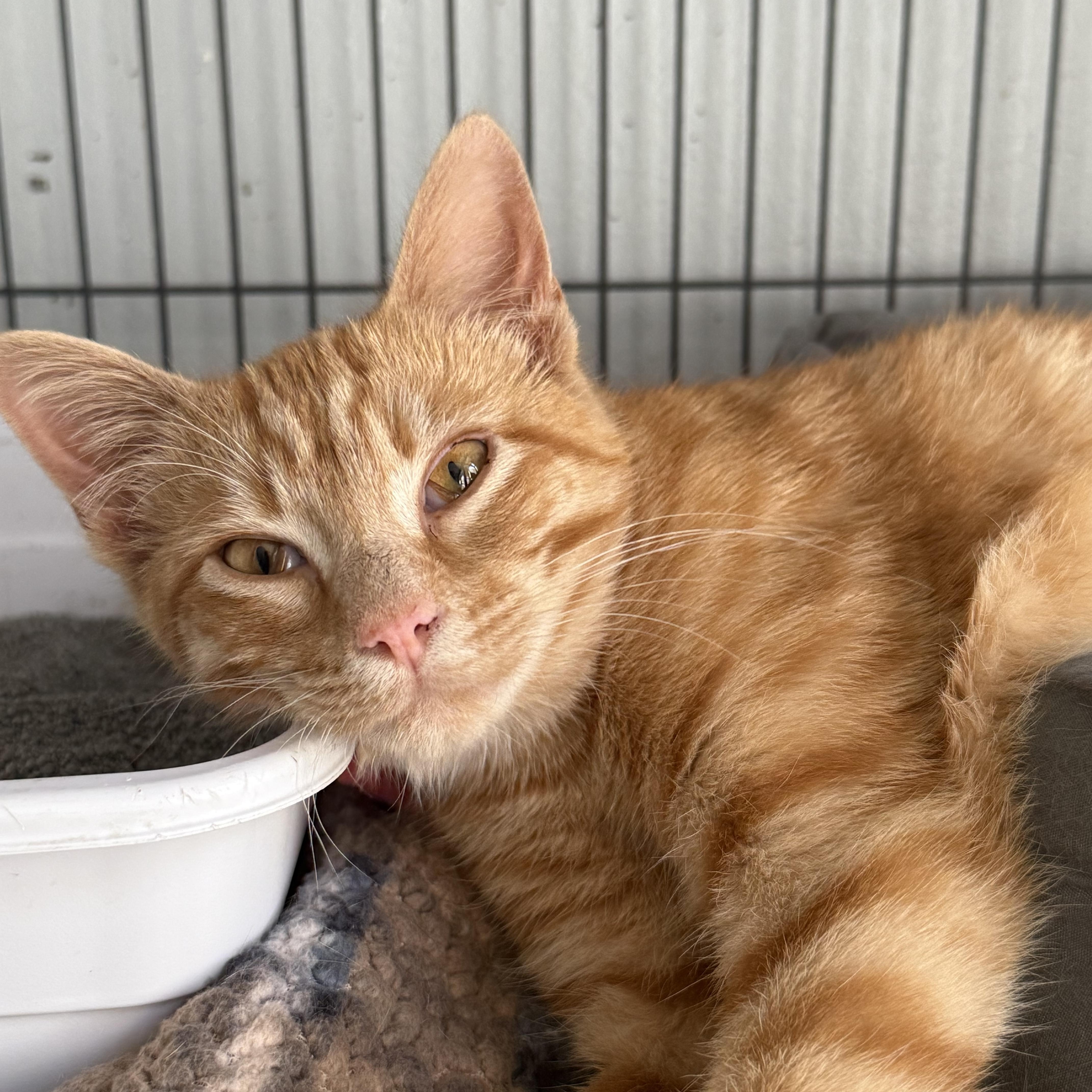 Retro, adopted, Young Male Domestic Short Hair.