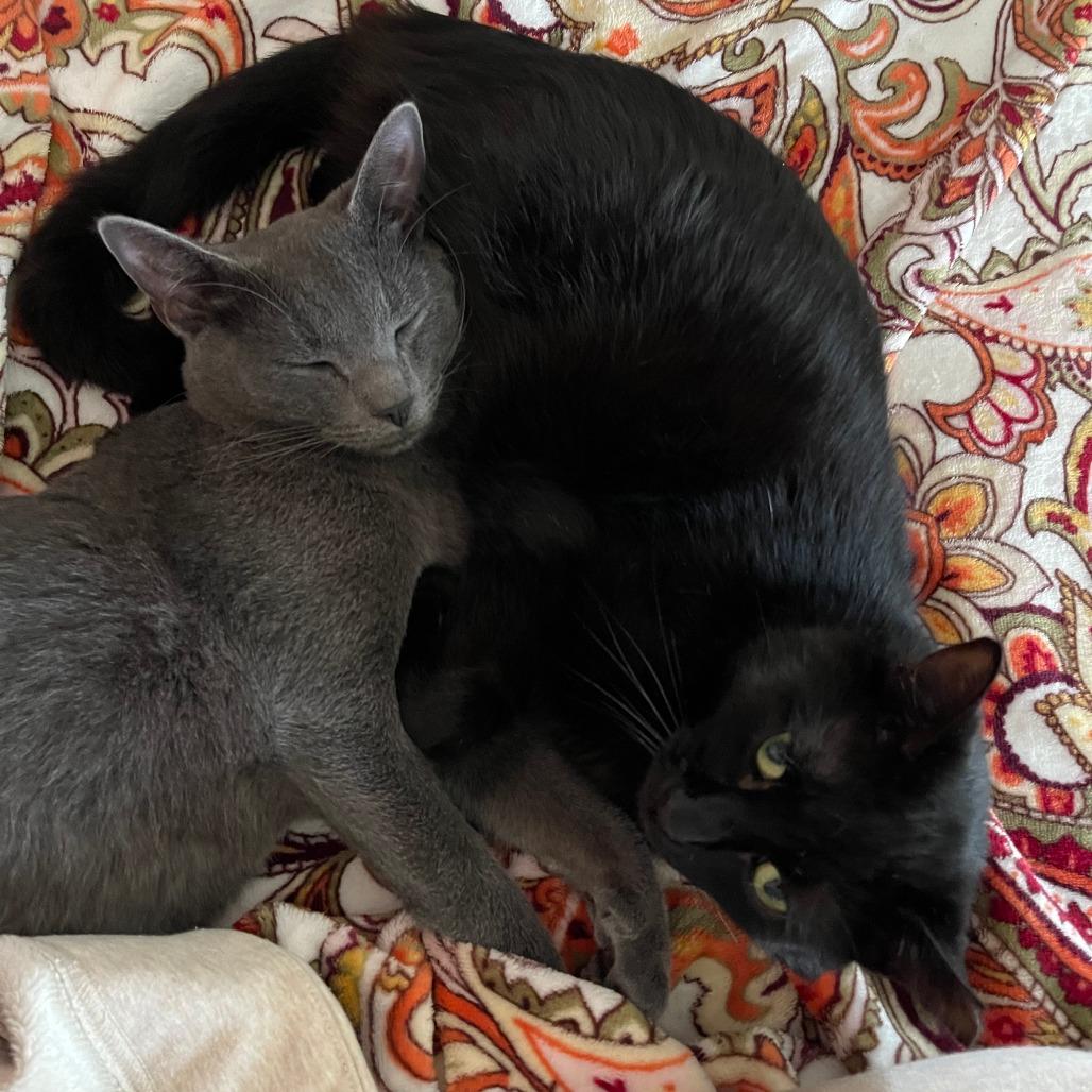 Timothy 2, Adoptable, Senior Male Domestic Short Hair.