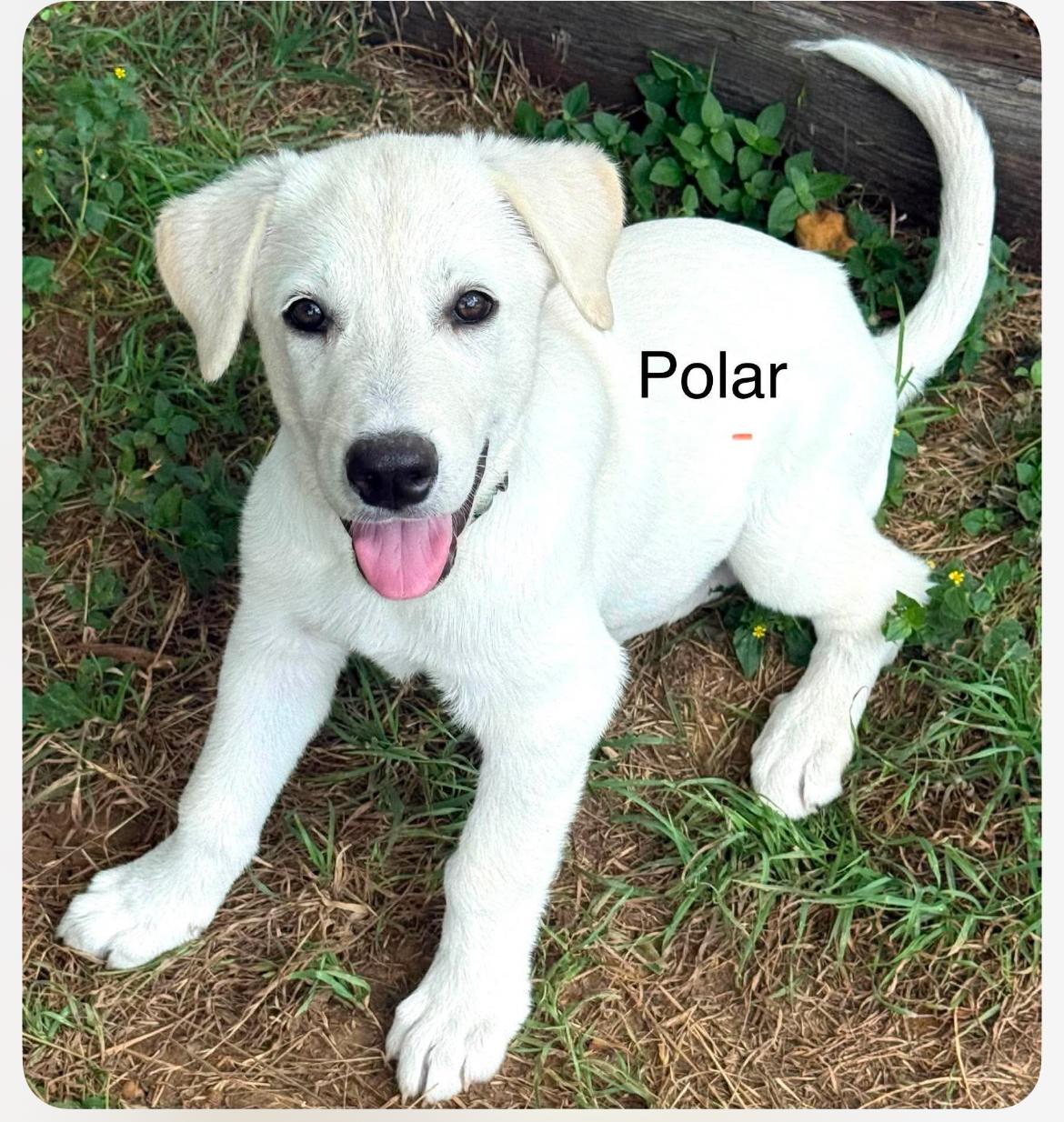 Enlarge Polar, a Adoptable mixed breed in Columbia, MD image 1/2