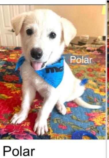 Enlarge Polar, a Adoptable mixed breed in Columbia, MD image 2/2