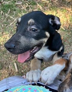 Enlarge Gobi, a ADOPTABLE mixed breed in Longwood, FL image 1/5