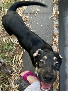 Enlarge Gobi, a ADOPTABLE mixed breed in Longwood, FL image 4/5