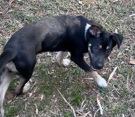 Enlarge Gobi, a ADOPTABLE mixed breed in Longwood, FL image 3/5
