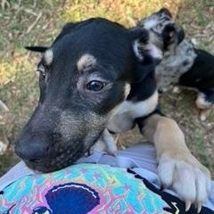 Enlarge Gobi, a ADOPTABLE mixed breed in Longwood, FL image 2/5