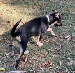 Enlarge Gobi, a ADOPTABLE mixed breed in Longwood, FL image 5/5