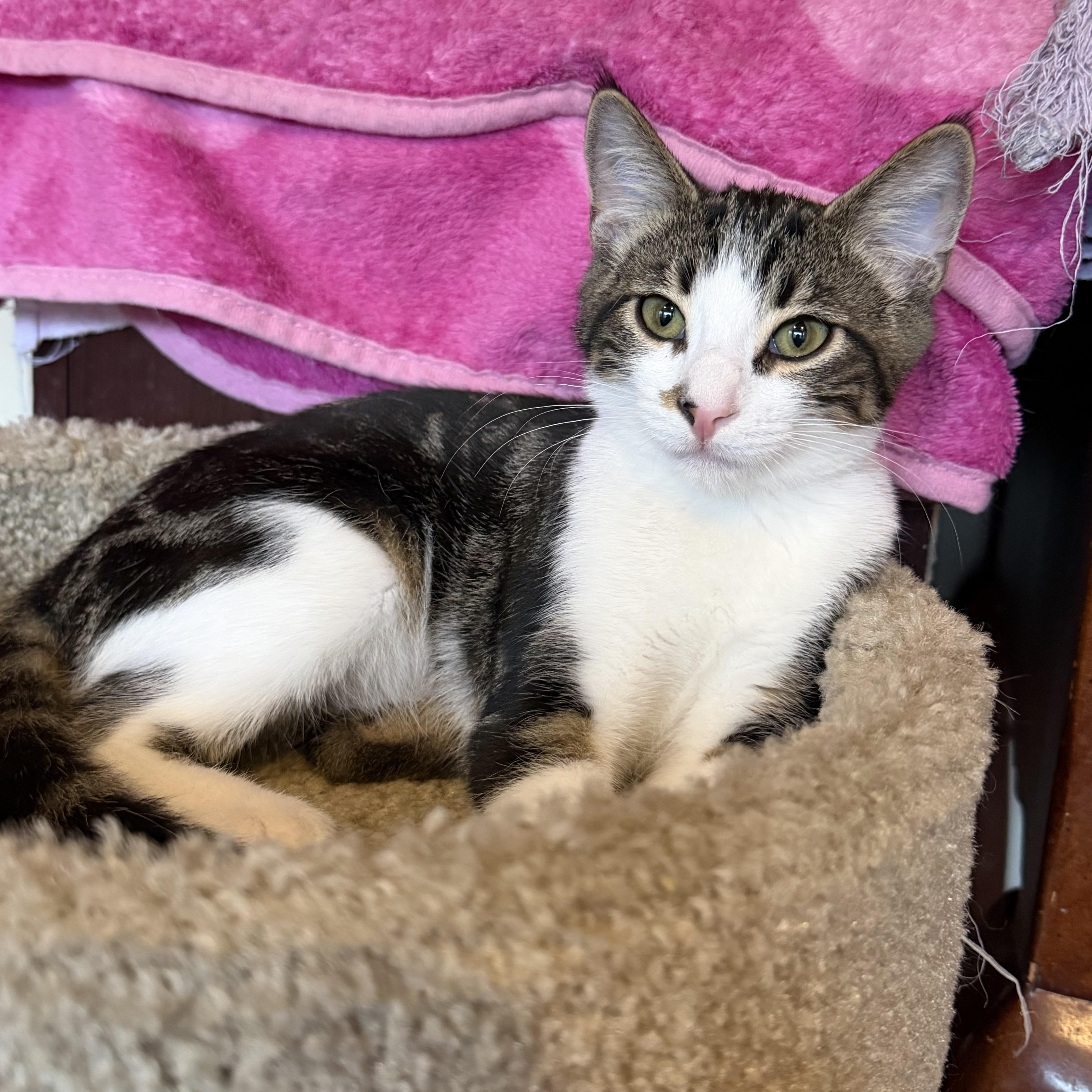 Chip, ADOPTABLE, Kitten Male Domestic Short Hair.
