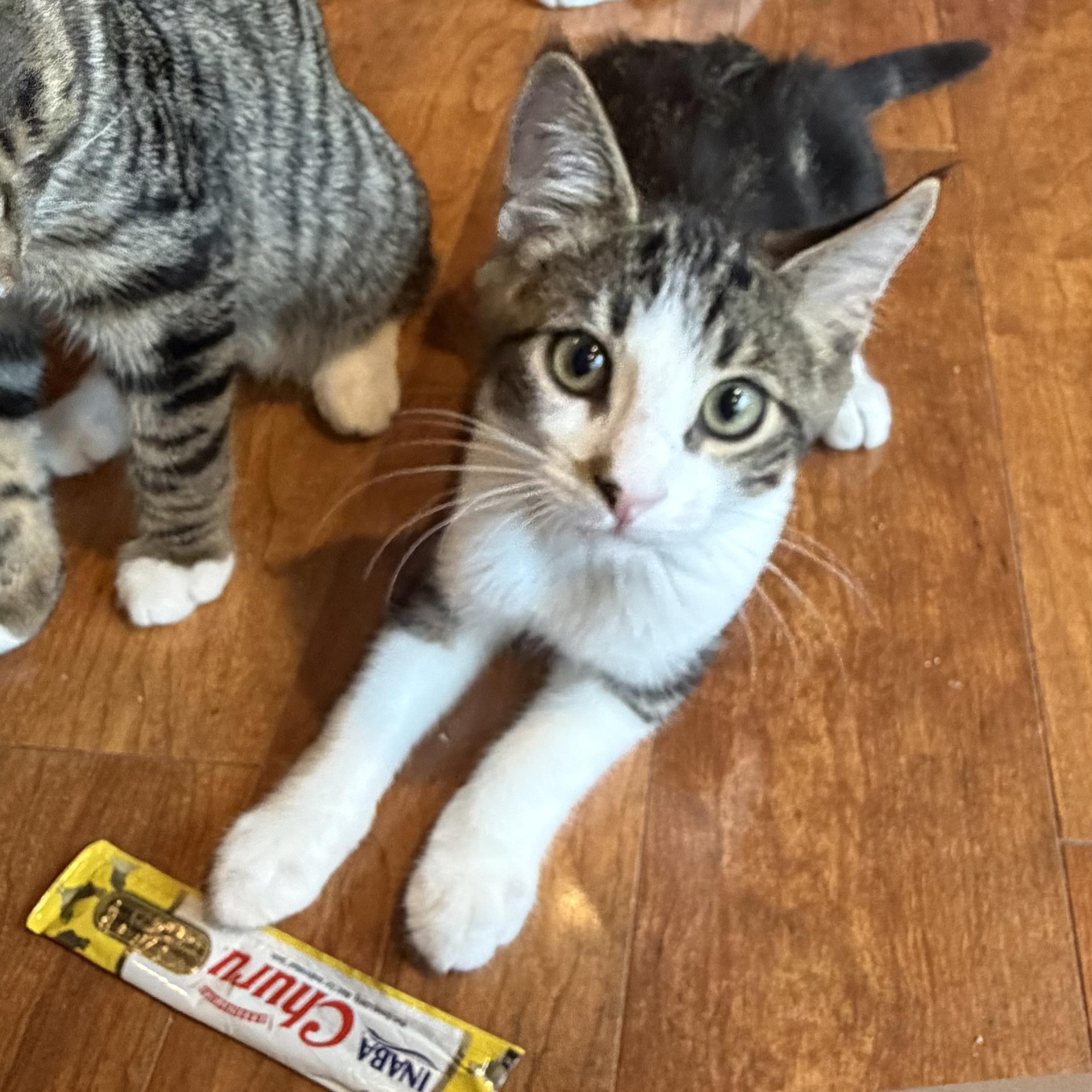 Enlarge Chip, a ADOPTABLE Domestic Short Hair in Williamsville, NY image 2/2