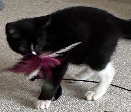 Oliver, Adoptable, Kitten Male Tuxedo & Domestic Short Hair.