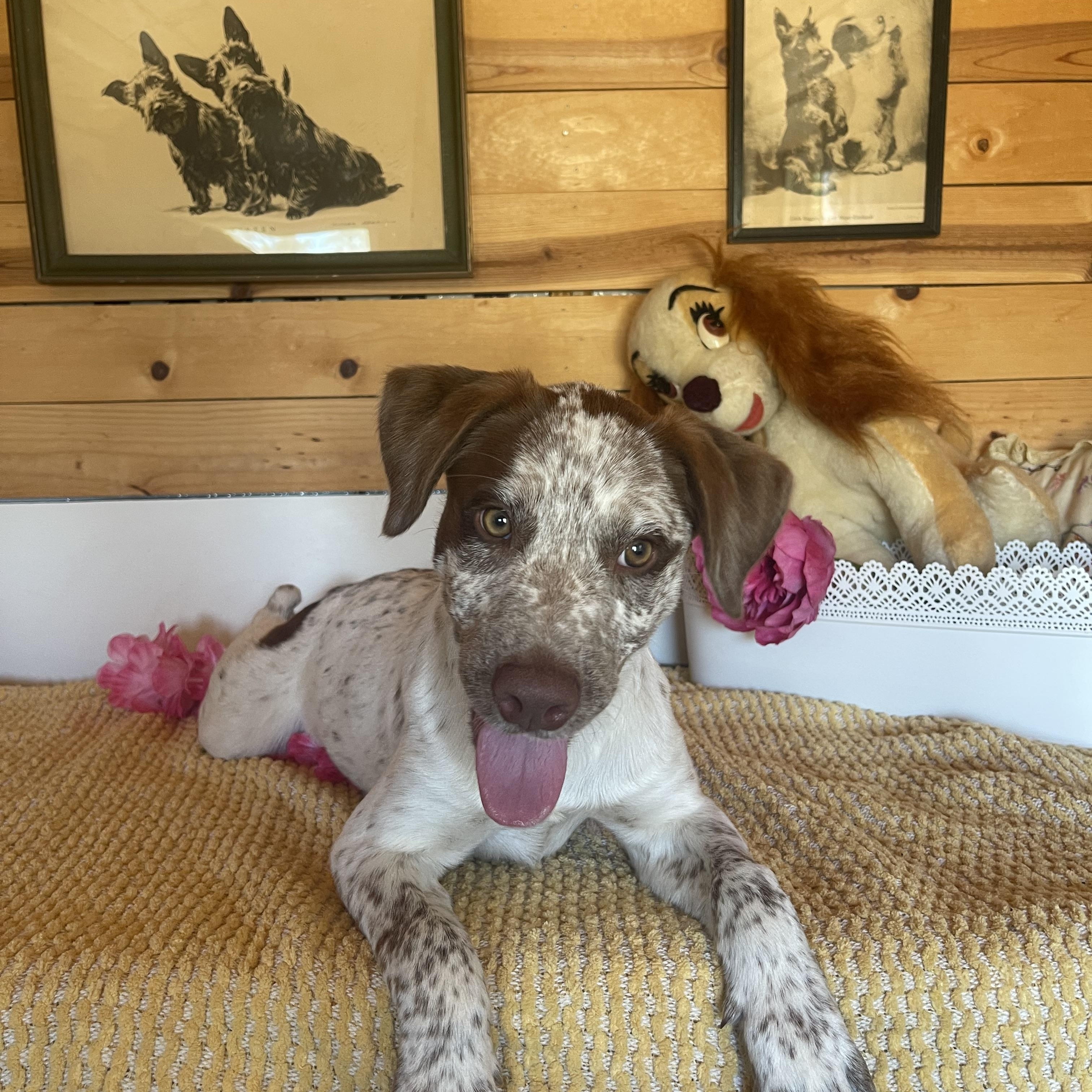 Tanya, an adopted mixed breed in Vacaville, CA image 1/6