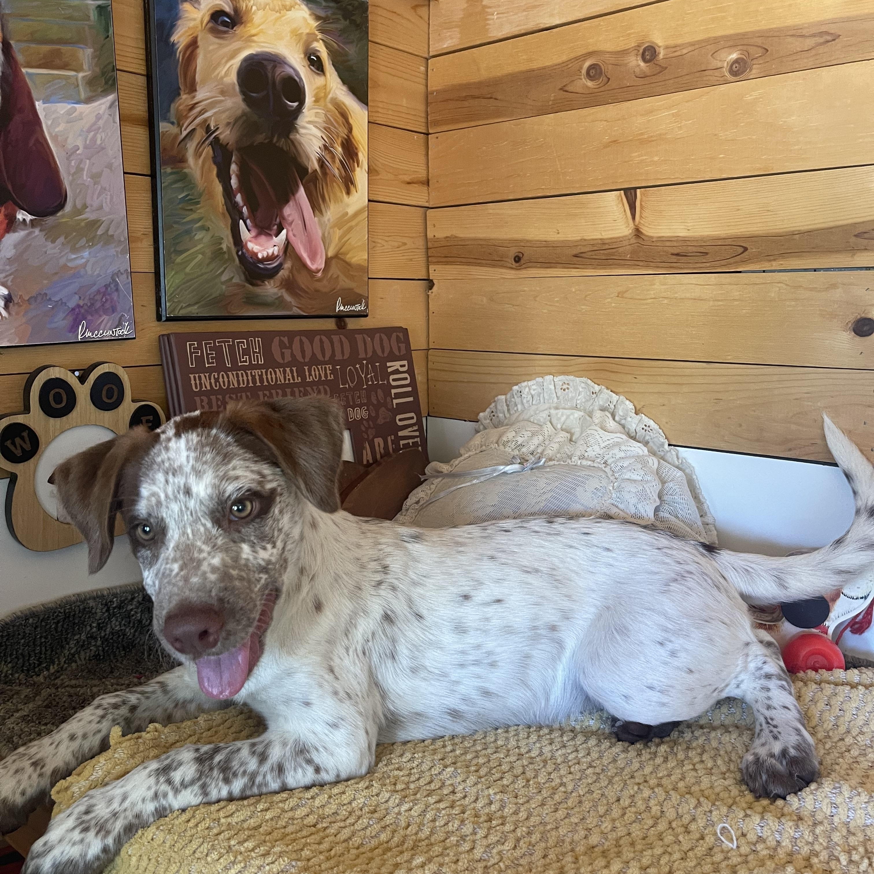 Tanya, an adopted mixed breed in Vacaville, CA image 3/6