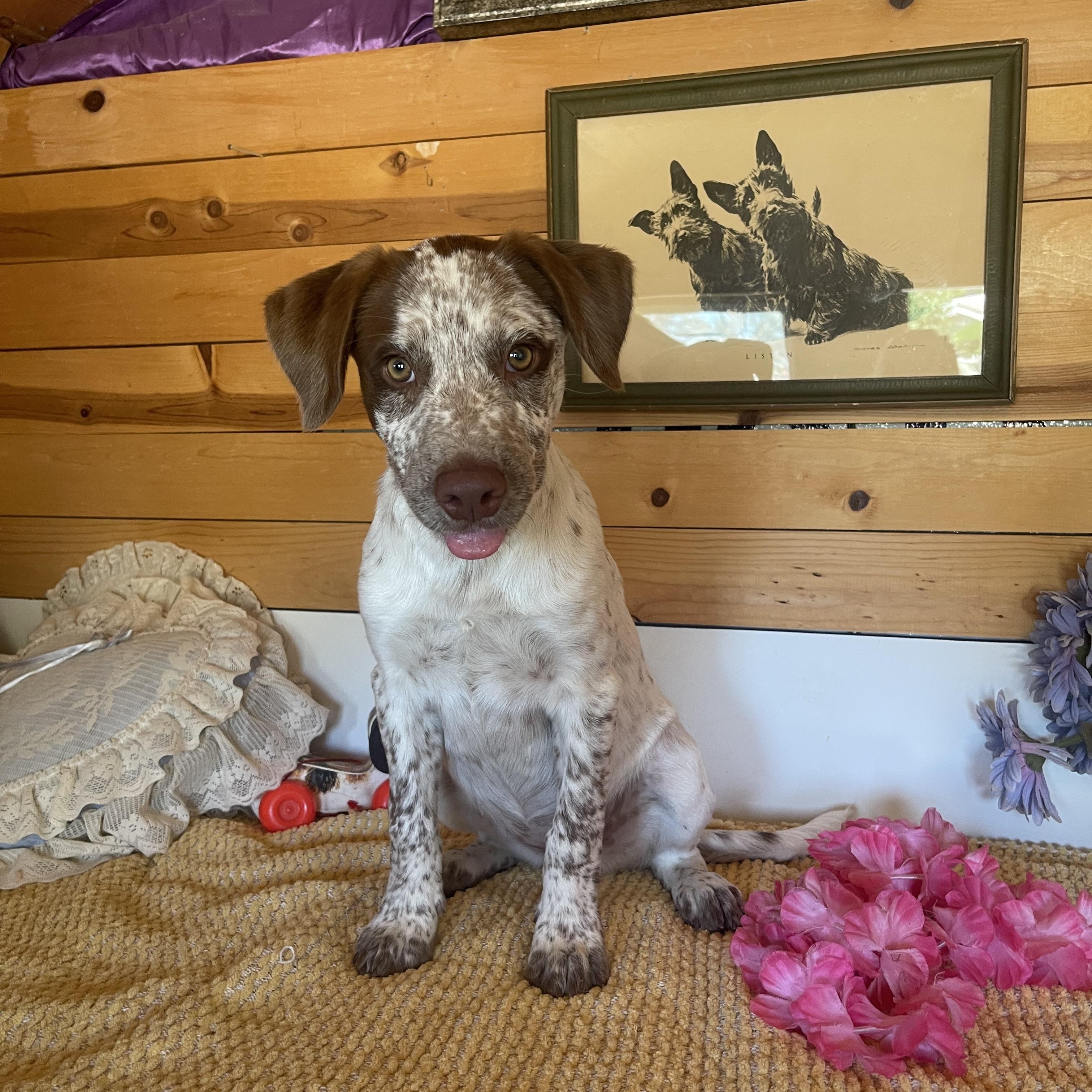 Tanya, an adopted mixed breed in Vacaville, CA image 2/6