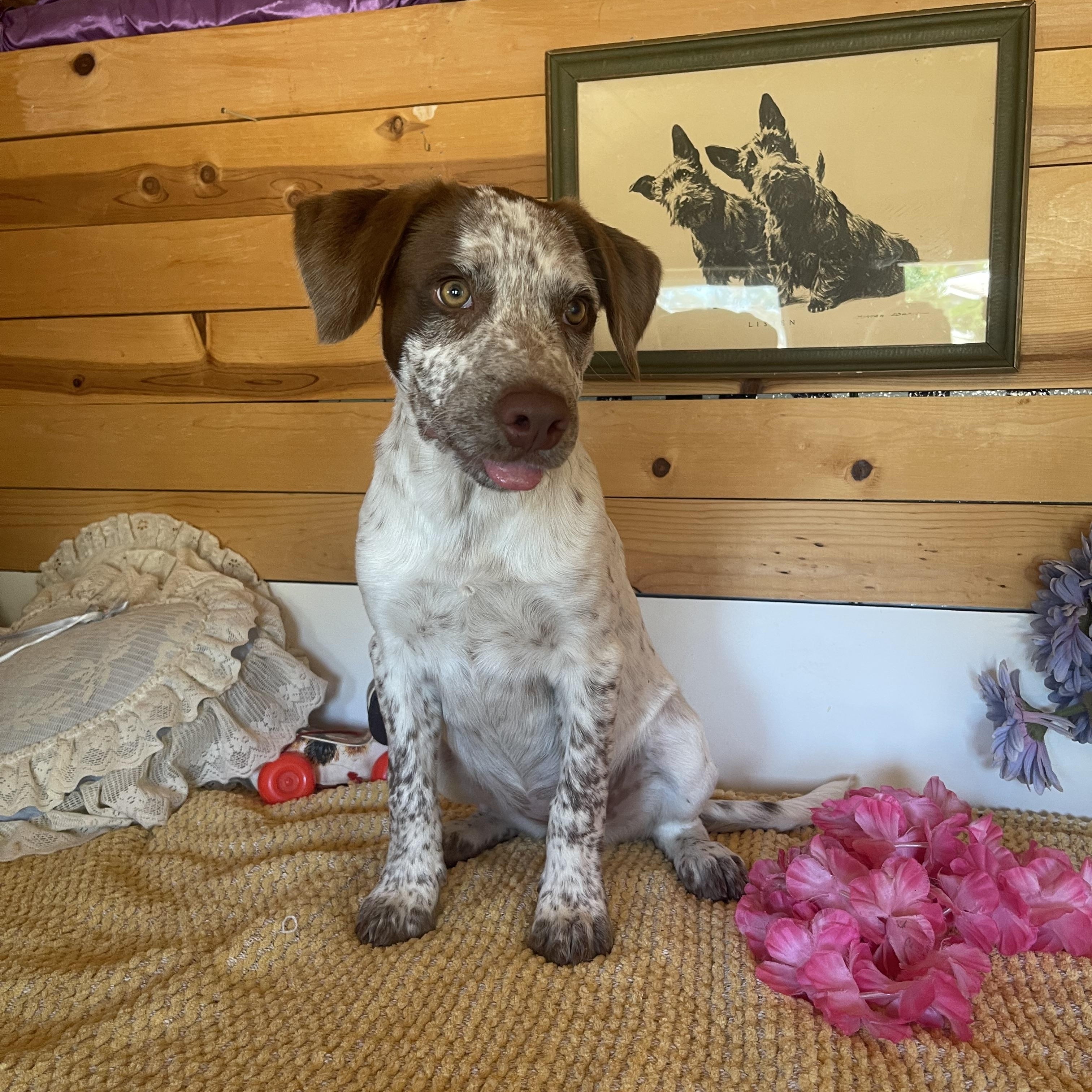 Tanya, an adopted mixed breed in Vacaville, CA image 5/6