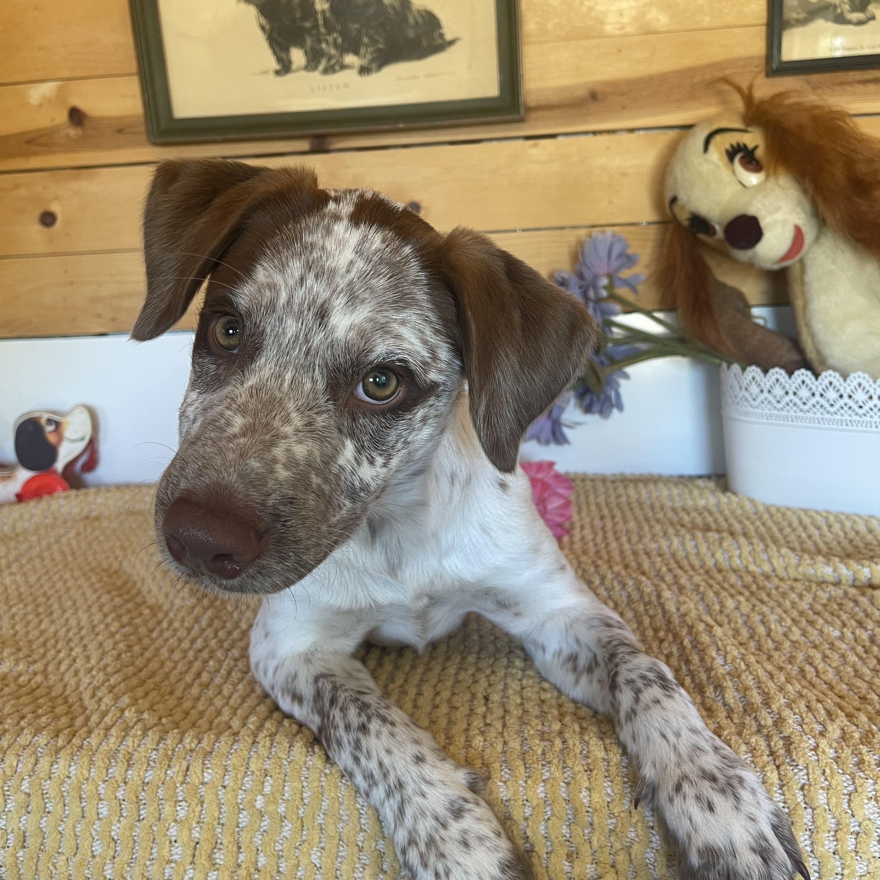 Tanya, an adopted mixed breed in Vacaville, CA image 6/6