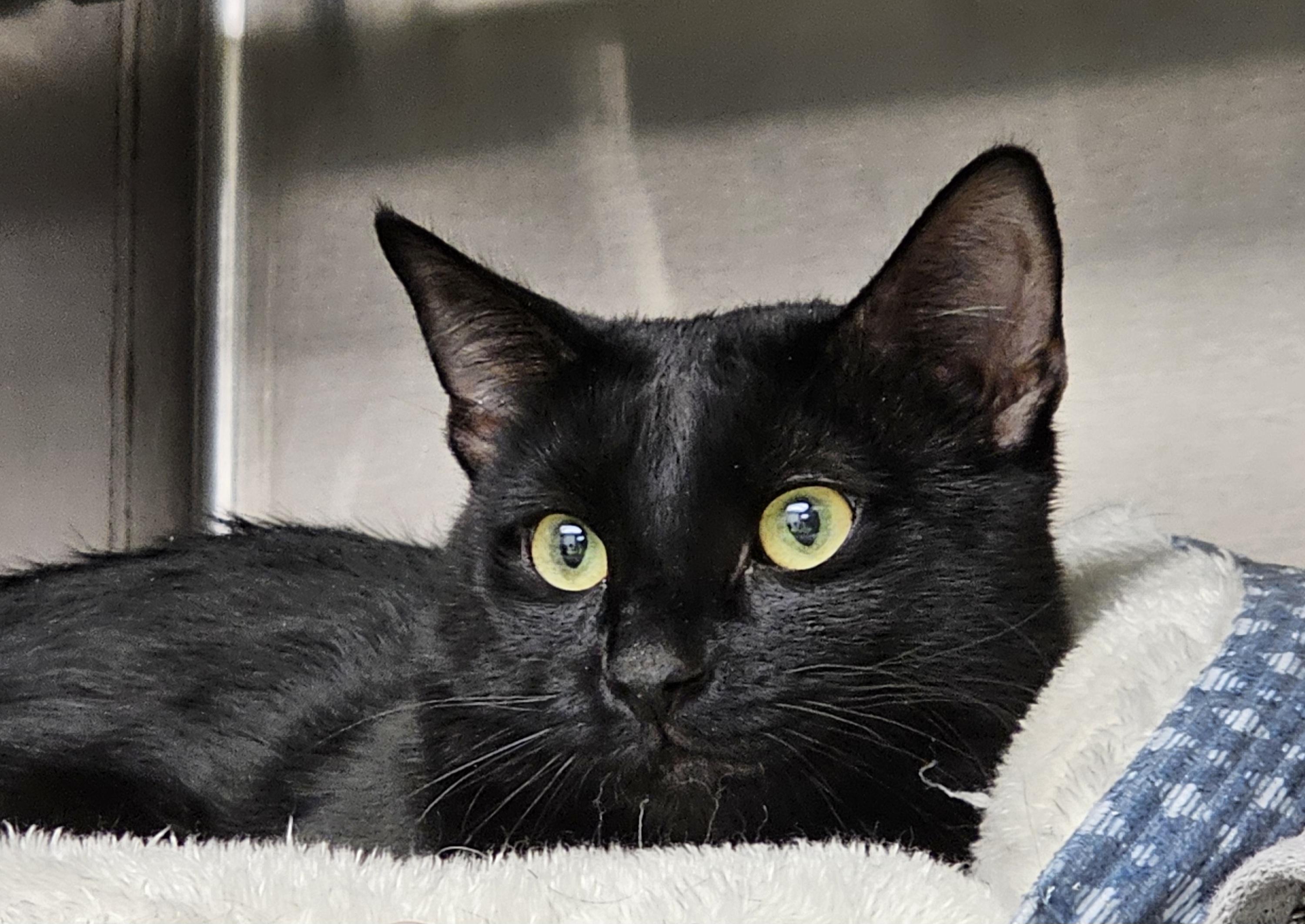 Pedro, an adopted Domestic Short Hair in Stratford, CT image 3/3